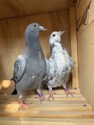 Berds / Pigeons