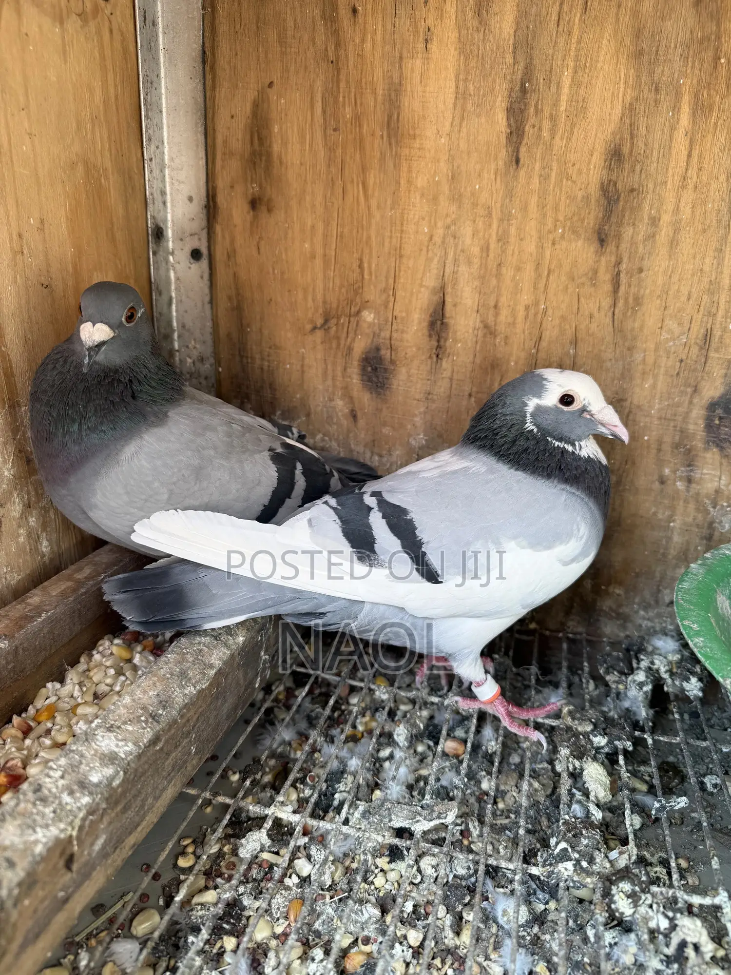 Berds / Pigeons