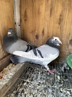 Berds / Pigeons