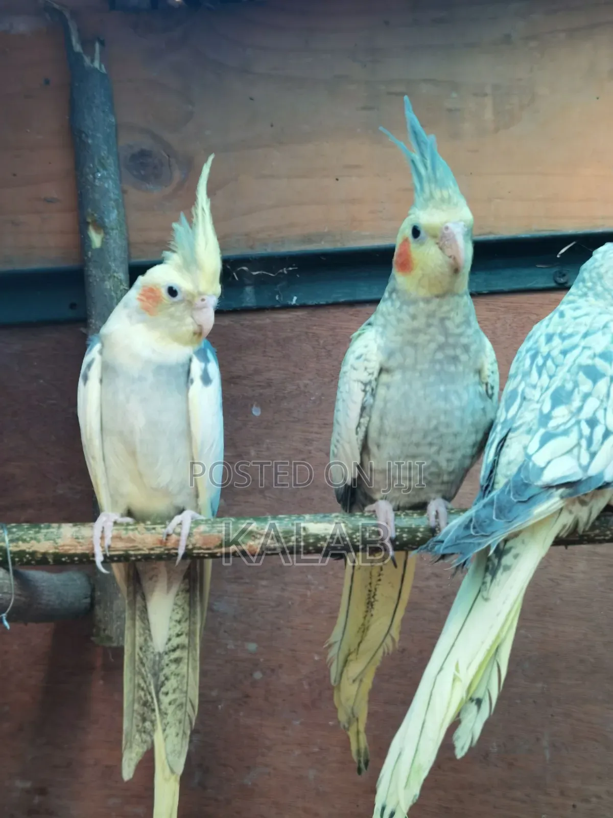 የሚያማምሩ የ አዉስትራልያ Parrots አሉን