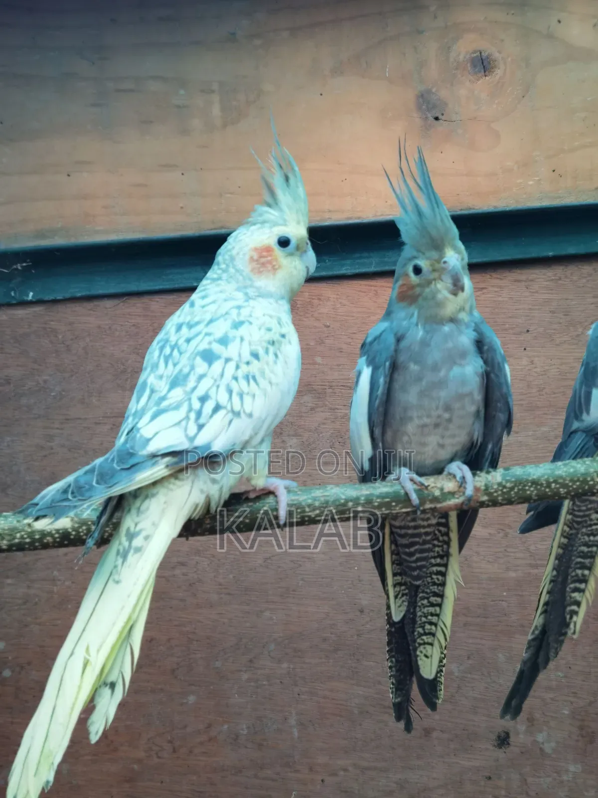 የሚያማምሩ የ አዉስትራልያ Parrots አሉን