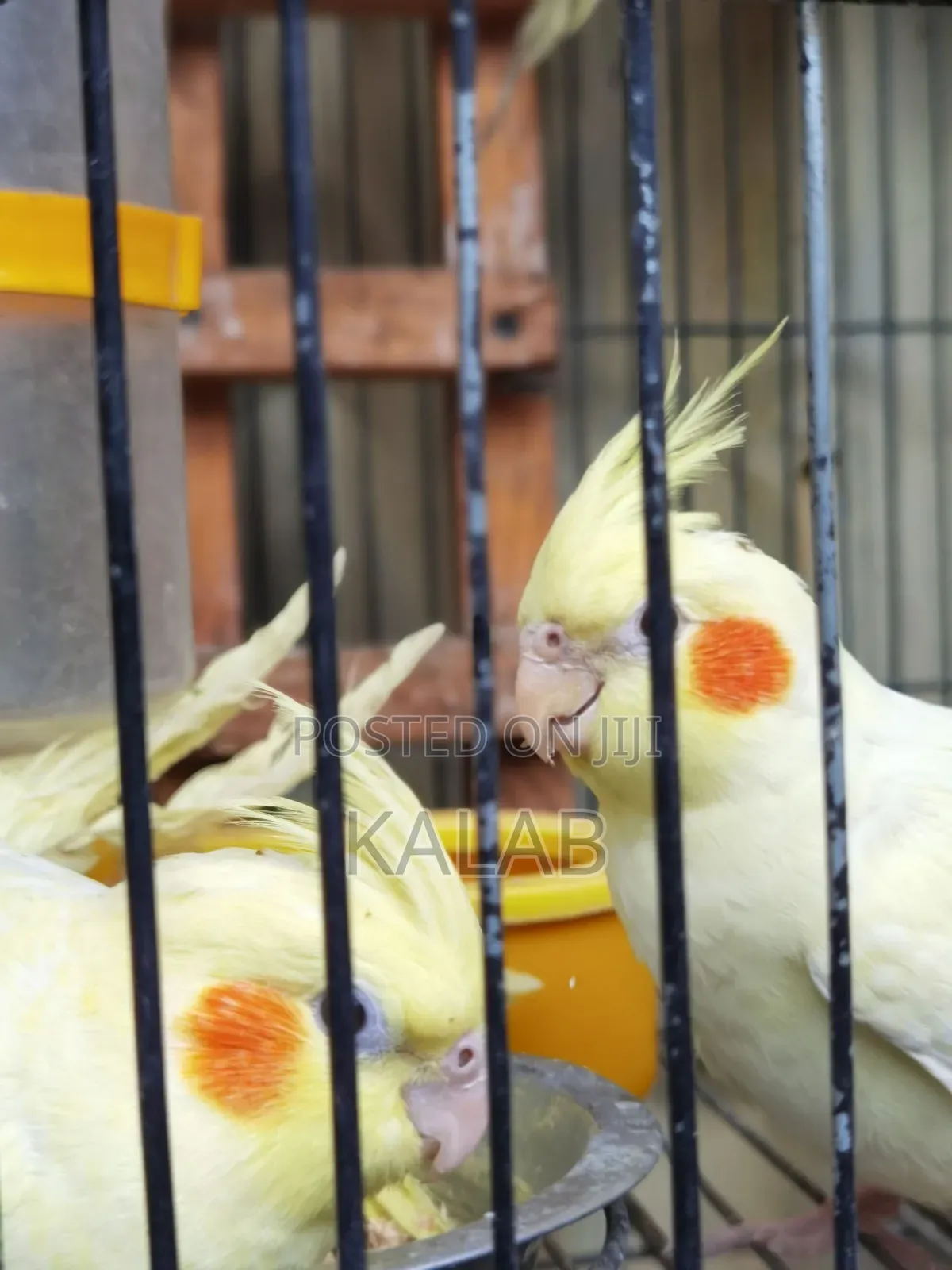 የሚያማምሩ የ አዉስትራልያ Parrots አሉን