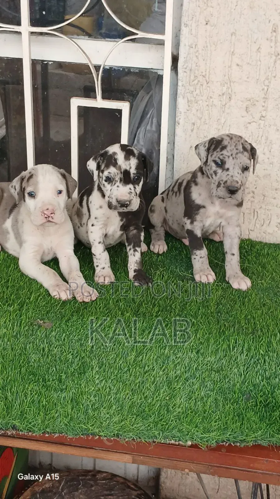 1-3 months Male Purebred Great Dane