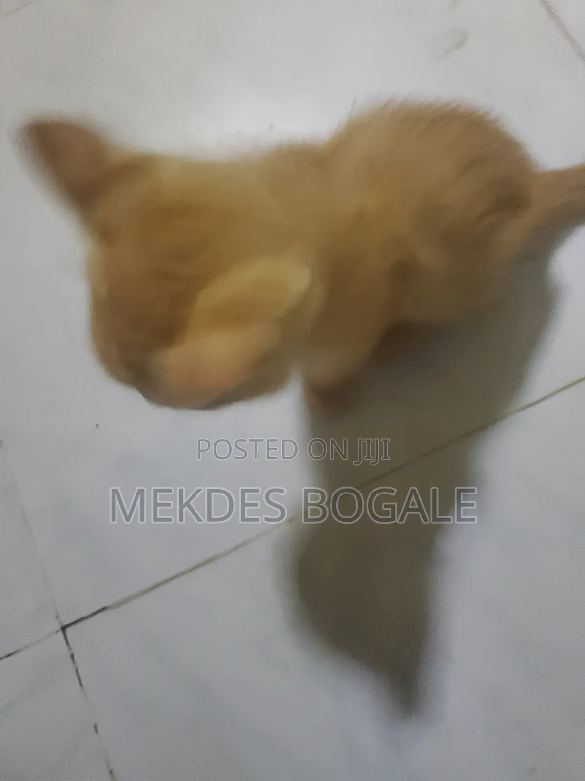 1-3 months Male Mixed Breed Abyssinian