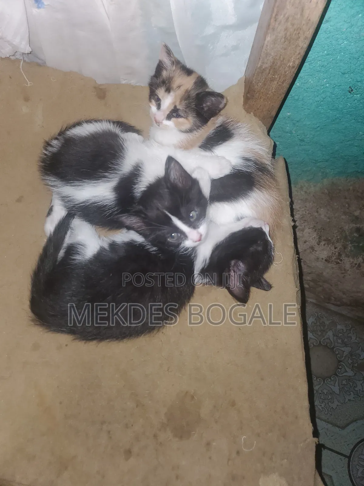 1-3 months Male Mixed Breed Abyssinian