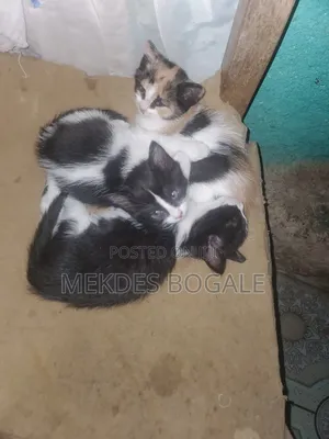 1-3 months Male Mixed Breed Abyssinian