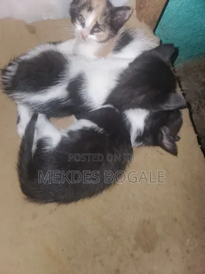 1-3 months Male Mixed Breed Abyssinian