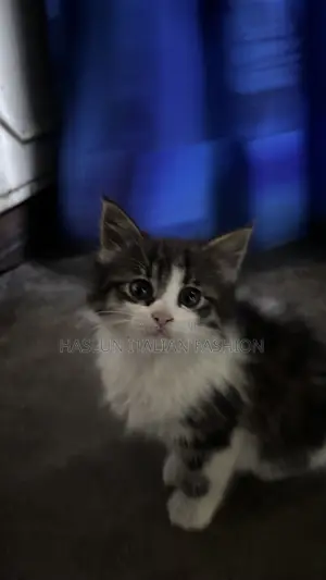 1-3 months Female Purebred Maine Coon