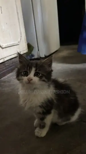 1-3 months Female Purebred Maine Coon