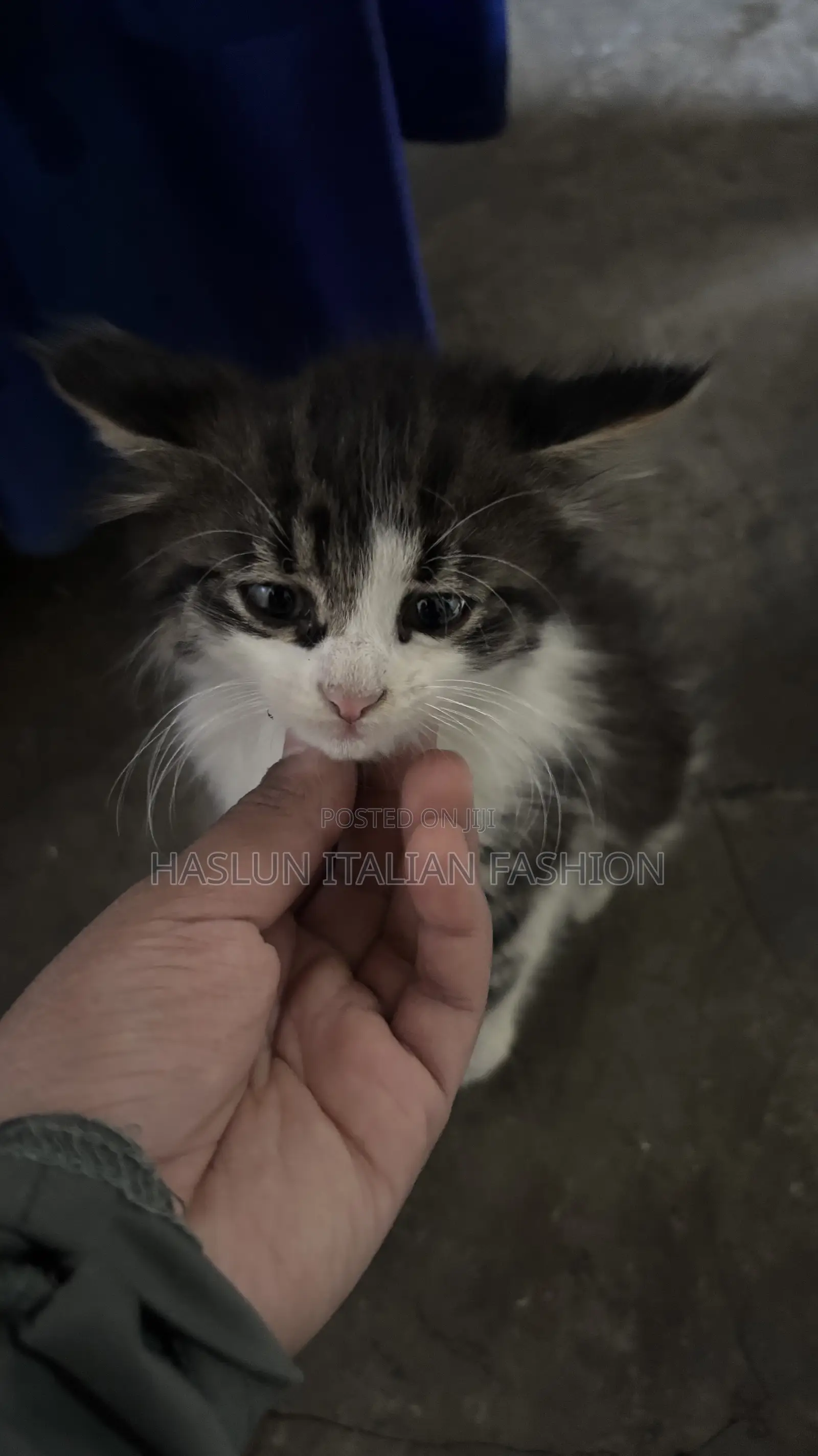 1-3 months Female Purebred Maine Coon