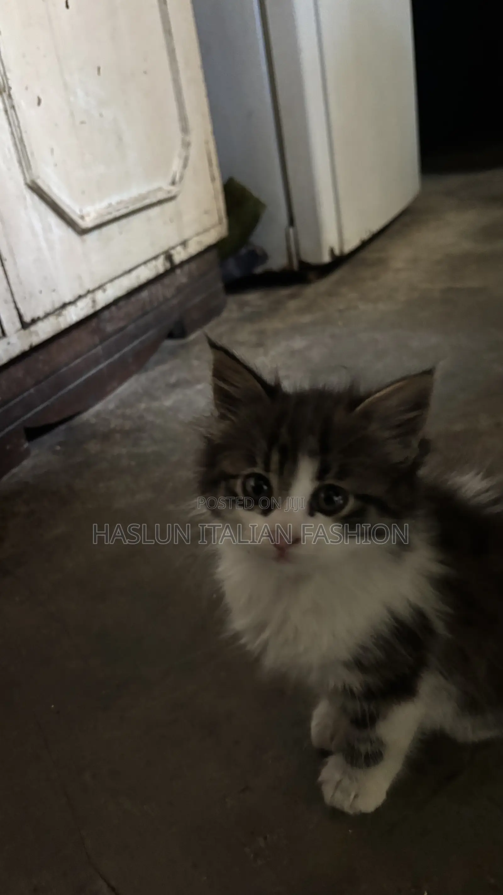 1-3 months Female Purebred Maine Coon