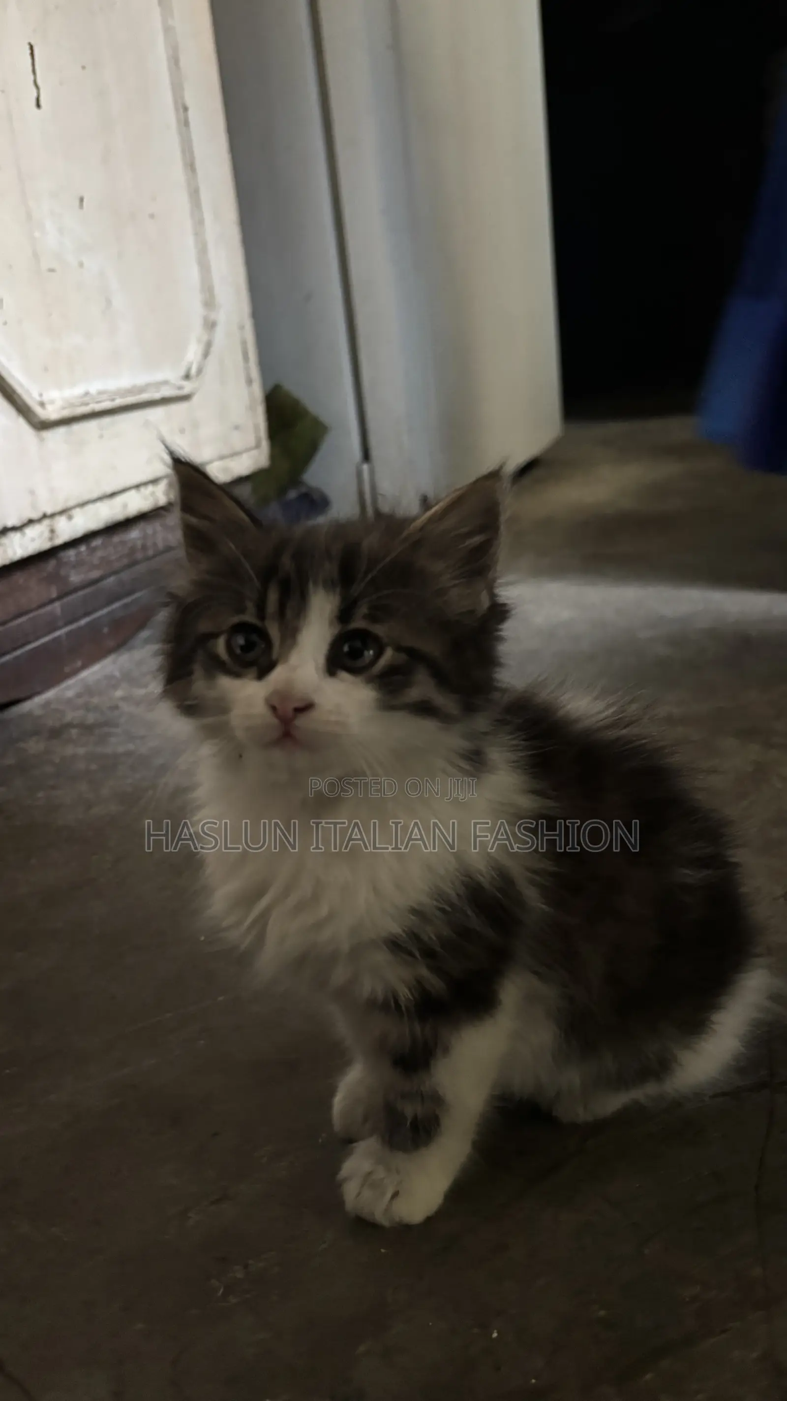 1-3 months Female Purebred Maine Coon