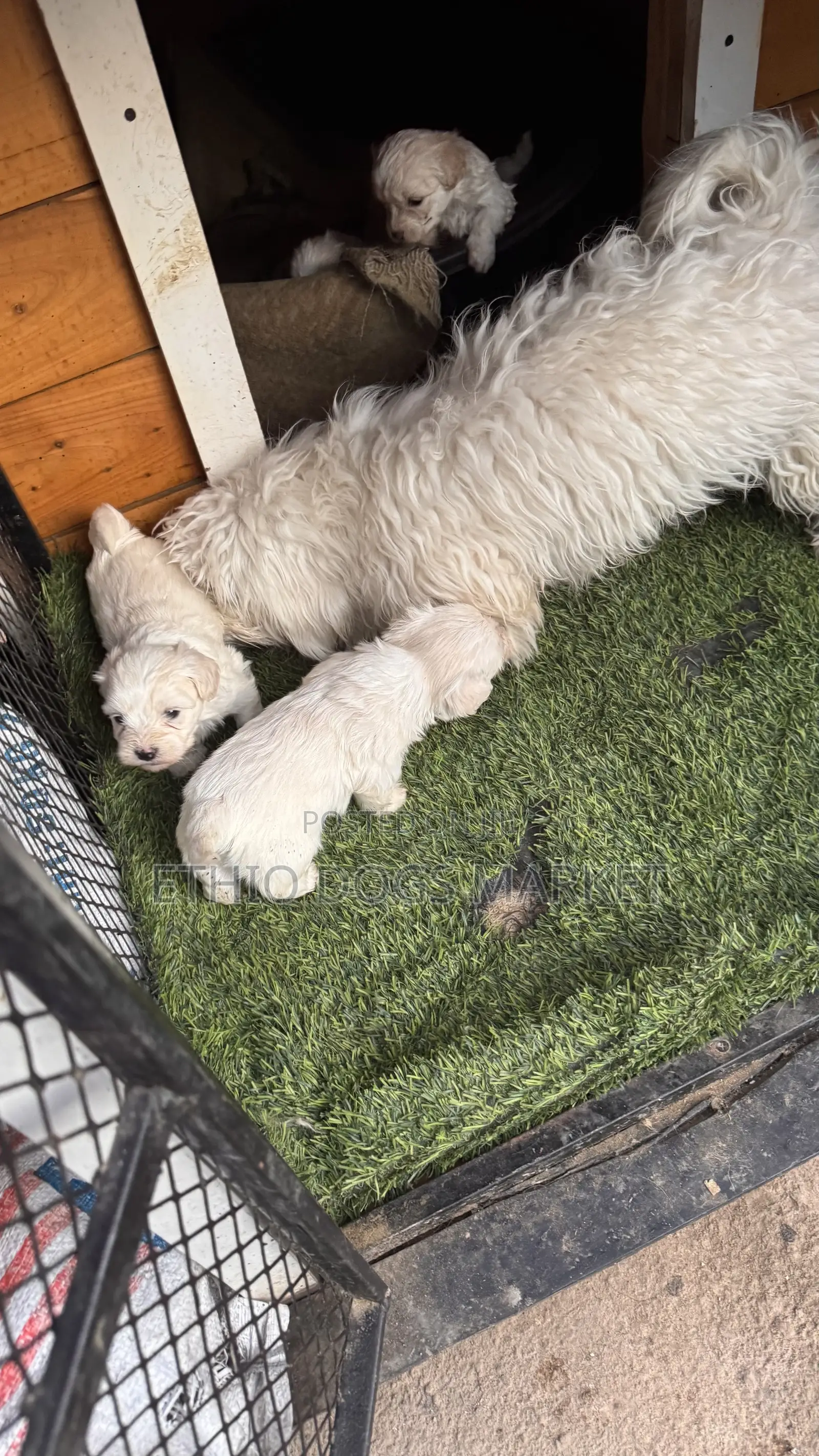 1-3 months Male Purebred Maltese