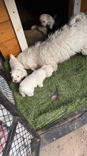 1-3 months Male Purebred Maltese