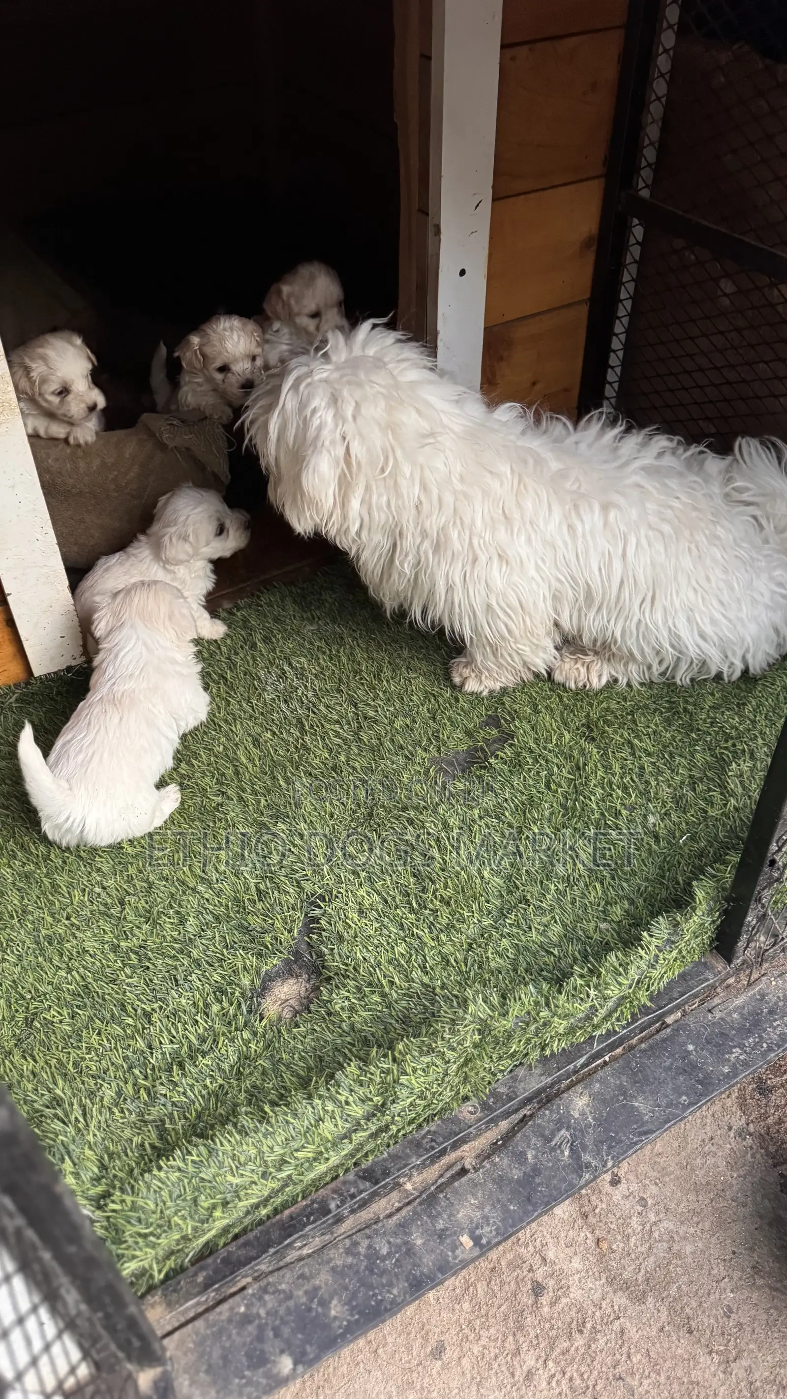 1-3 months Male Purebred Maltese