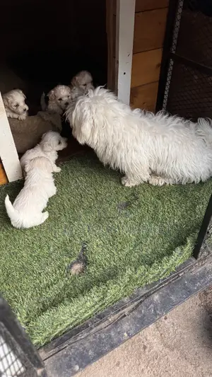 1-3 months Male Purebred Maltese