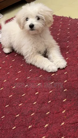 1-3 months Male Purebred Maltese