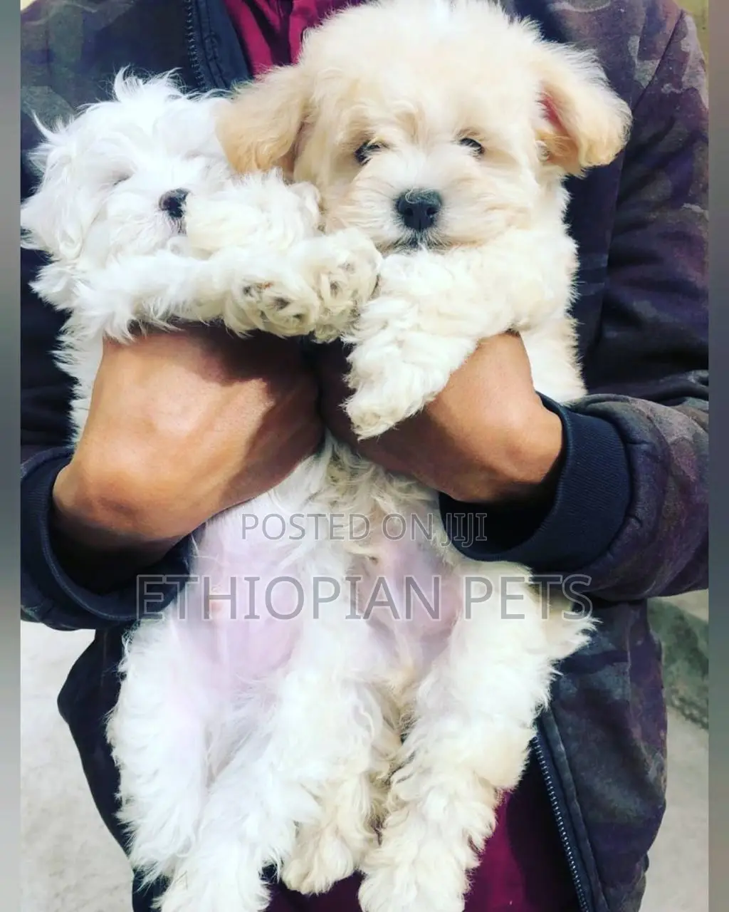 1-3 months Male Purebred Maltese
