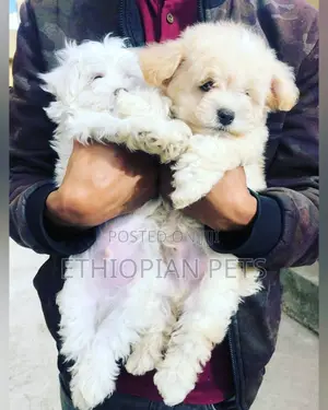 1-3 months Male Purebred Maltese