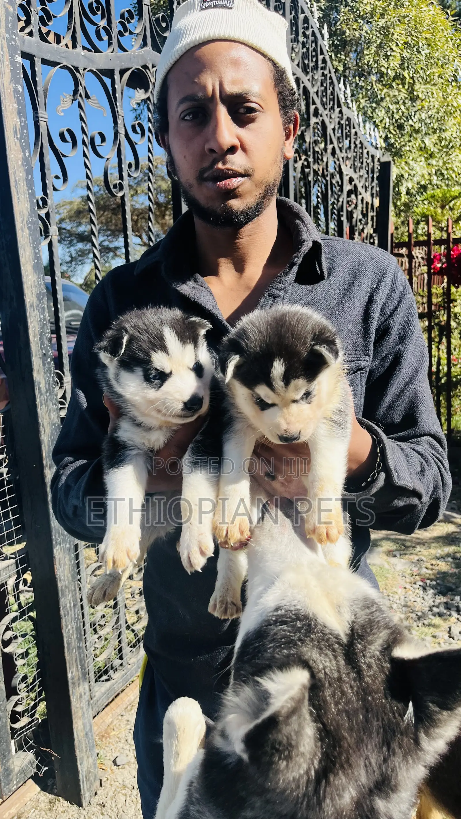 1-3 months Male Purebred Siberian Husky