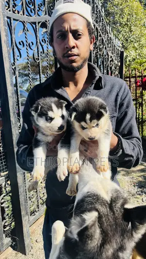 1-3 months Male Purebred Siberian Husky