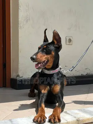 1-3 months Male Purebred Doberman Pinscher