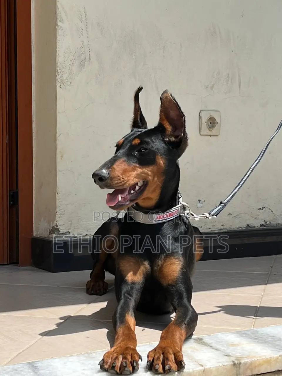 1-3 months Male Purebred Doberman Pinscher