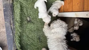 1-3 months Male Purebred Maltese