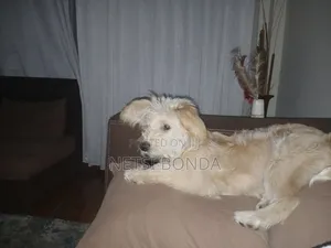 6-12 months Male Mixed Breed Alaskan Malamute