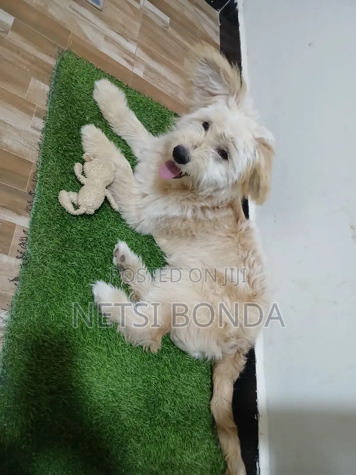 6-12 months Male Mixed Breed Alaskan Malamute