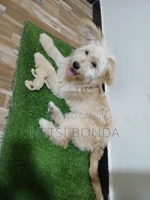 6-12 months Male Mixed Breed Alaskan Malamute