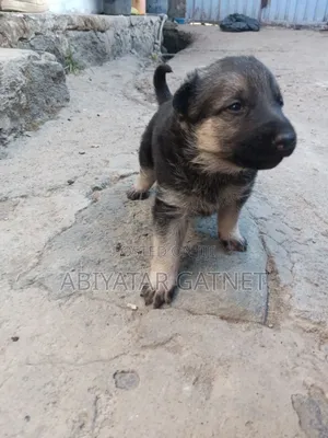 0-1 month Male Purebred German Shepherd