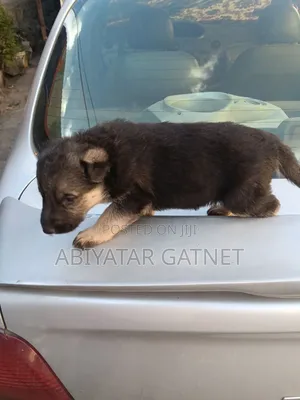 0-1 month Male Purebred German Shepherd