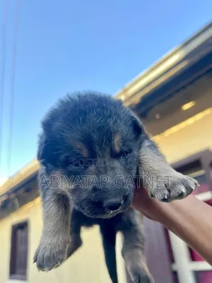 0-1 month Male Purebred German Shepherd