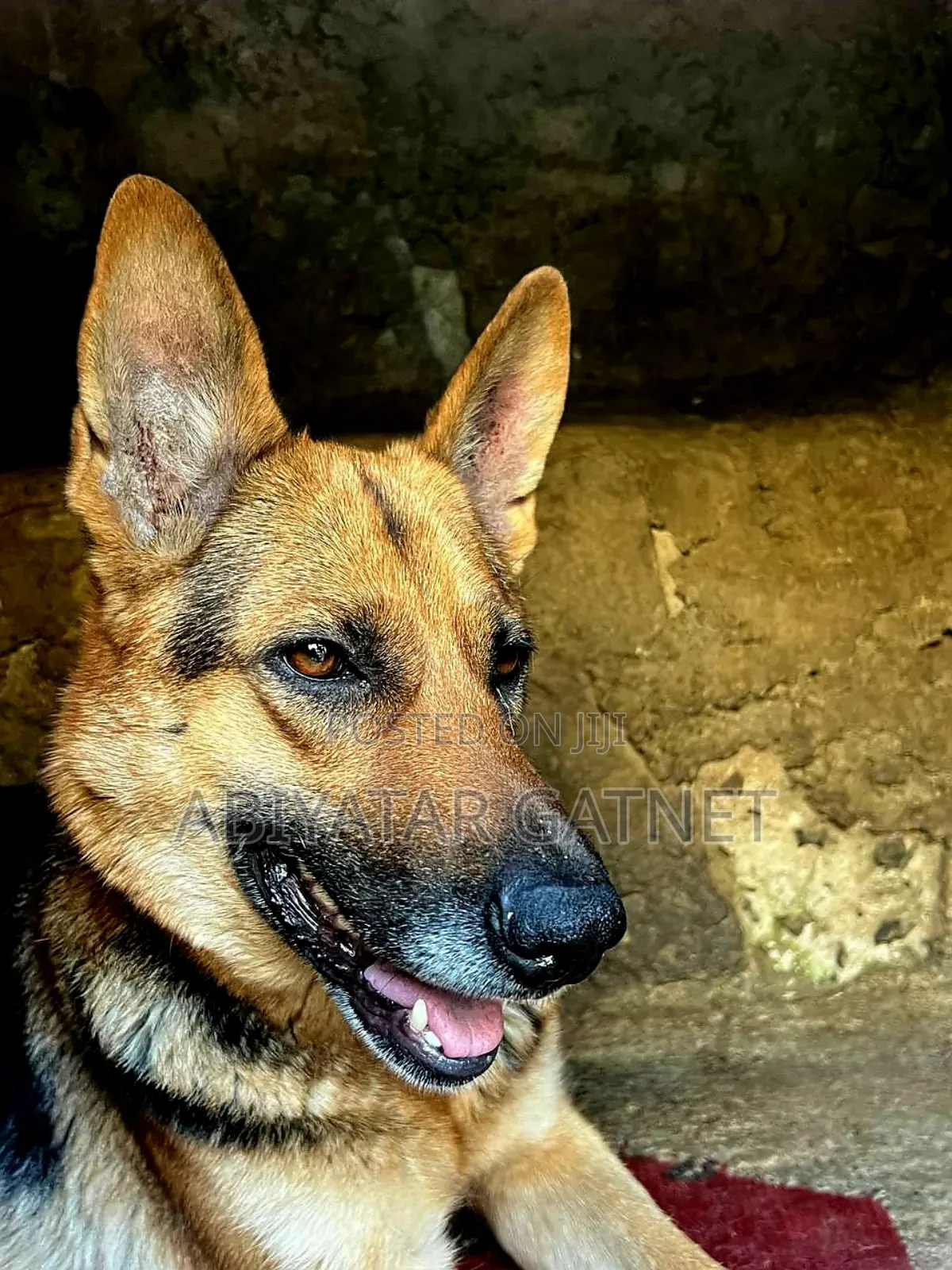 0-1 month Male Purebred German Shepherd