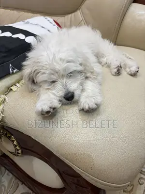 1-3 months Male Purebred Maltese