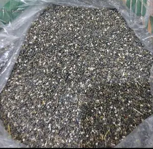 ቺያ ሴድ (Chia Seeds)