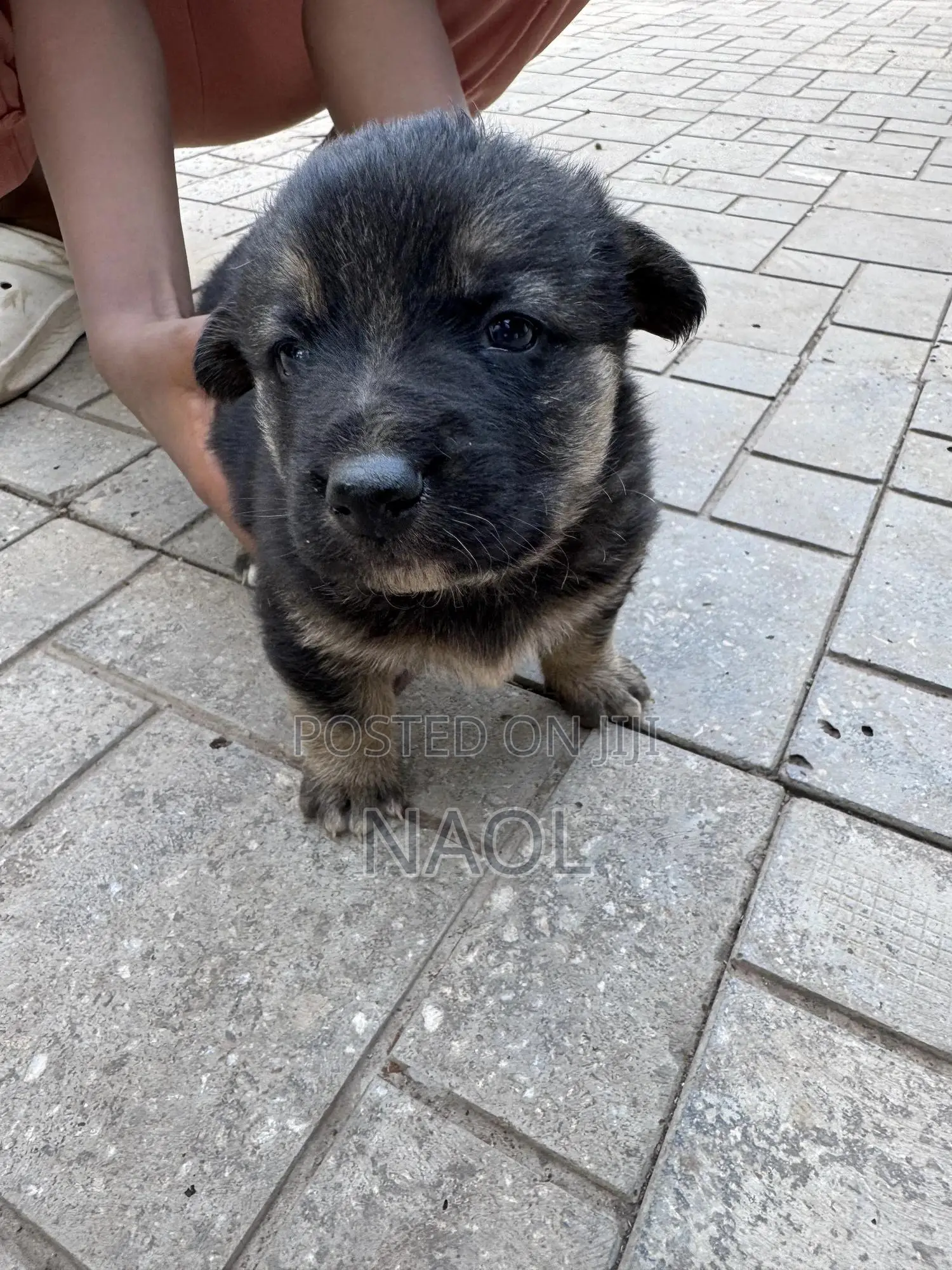 1-3 months Male Mixed Breed German Shepherd