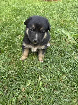 1-3 months Male Mixed Breed German Shepherd