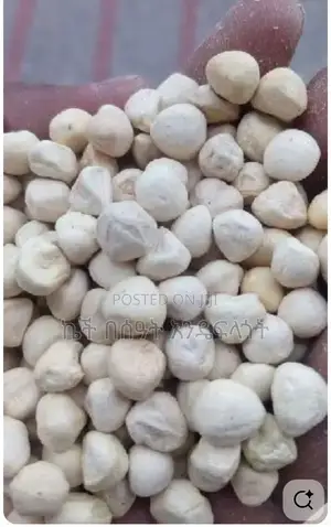 Moringa Seed