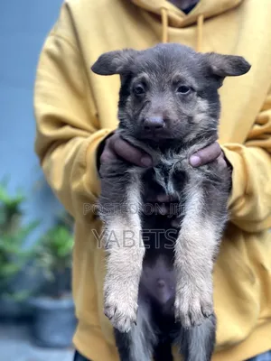 1-3 months Female Purebred German Shepherd