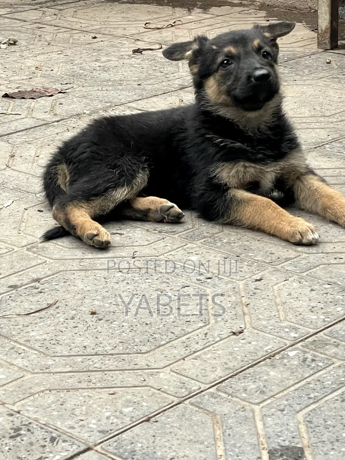 1-3 months Female Purebred German Shepherd