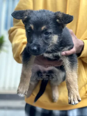 1-3 months Female Purebred German Shepherd