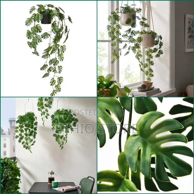 Ikea Potted Monstera Plant for sale -  Price: ETB 2,600 on Jiji.com.et  [Bole]