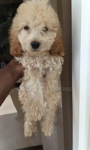 1-3 months Male Purebred Maltipoo