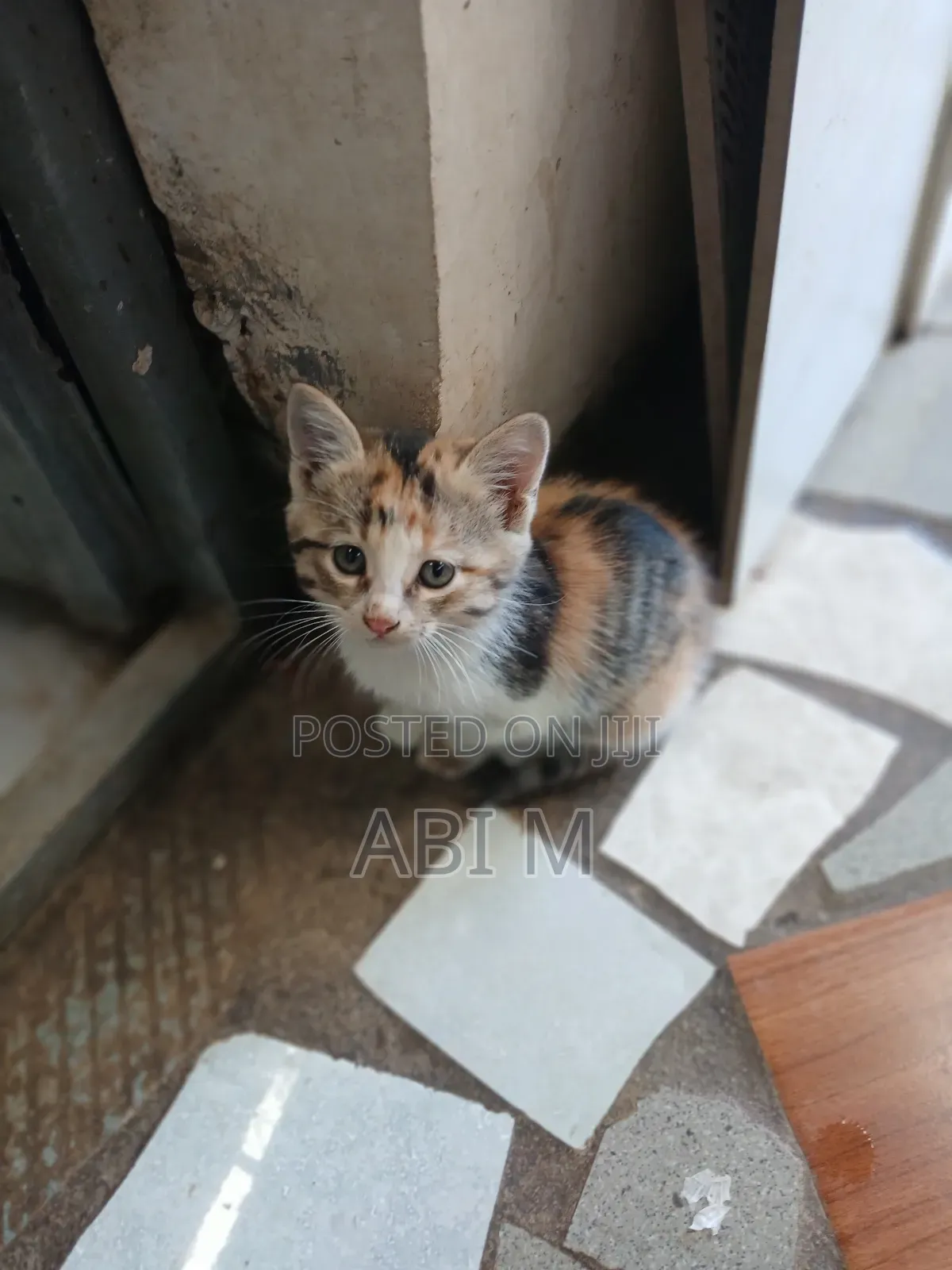 0-1 month Female Mixed Breed Birman