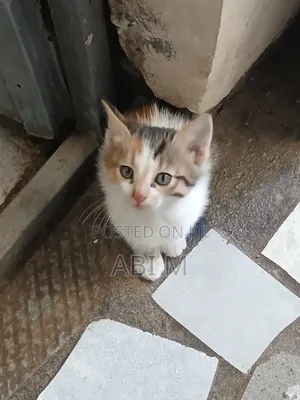 0-1 month Female Mixed Breed Birman