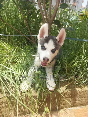 1-3 months Male Purebred Siberian Husky
