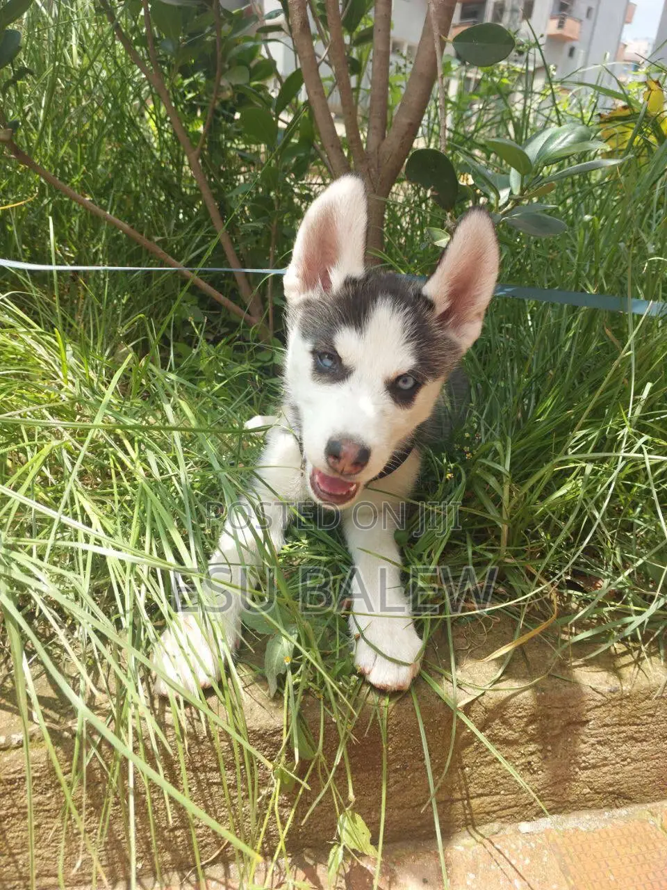 1-3 months Male Purebred Siberian Husky