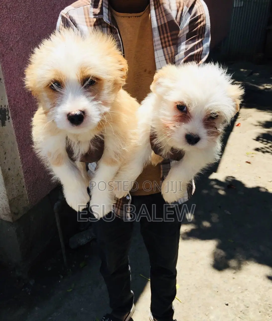 1-3 months Male Purebred Maltese